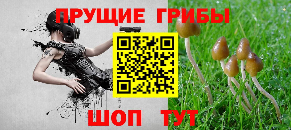 Псилоцибиновые грибы Psilocybe Краснознаменск